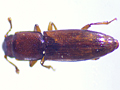 Rhizophagus perforatus